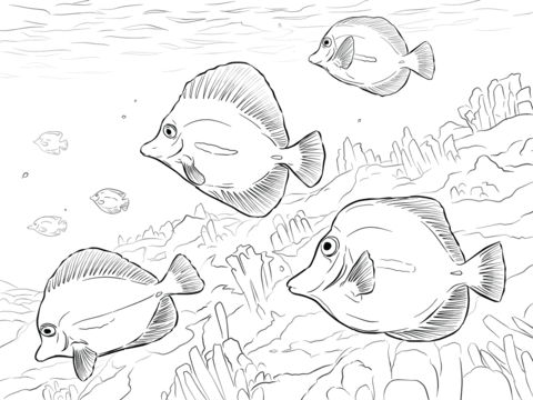 Yellow Tangs Coloring Page